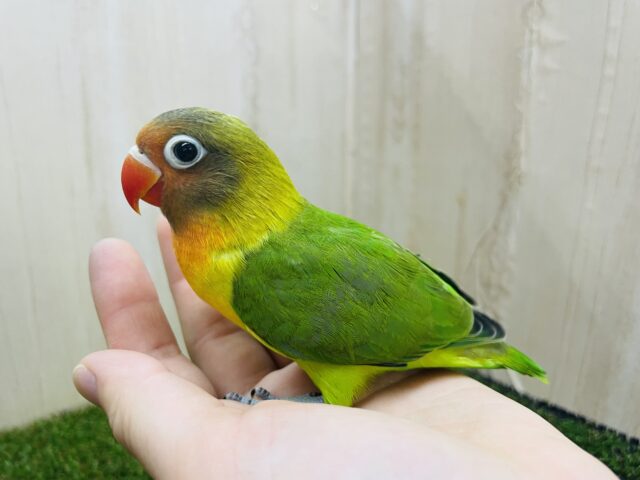 キエリボタンインコ