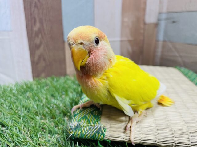 コザクラインコ（小桜インコ）