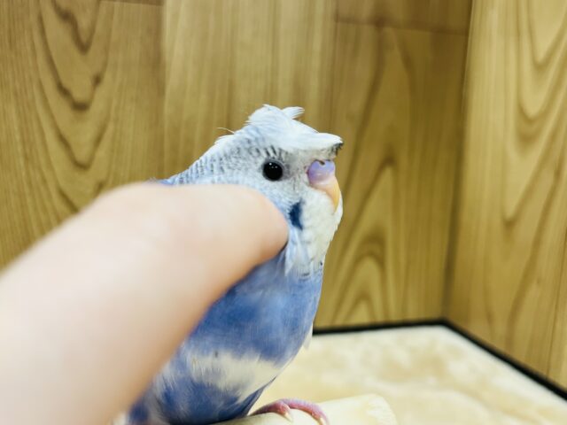 羽衣セキセイインコ