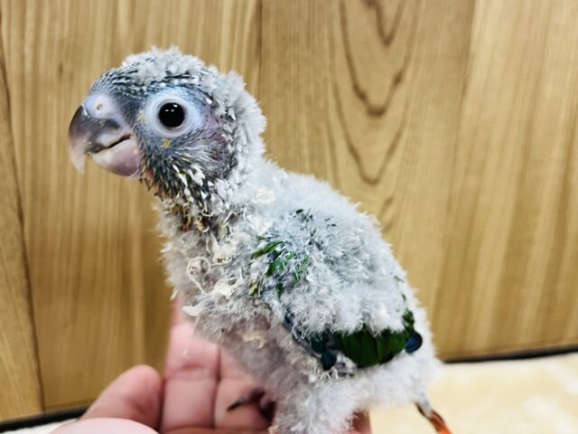 ホオミドリウロコインコ