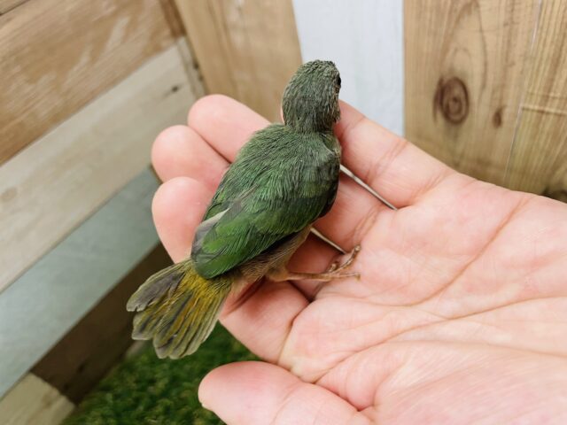 ヒノマルチョウ（日の丸鳥）