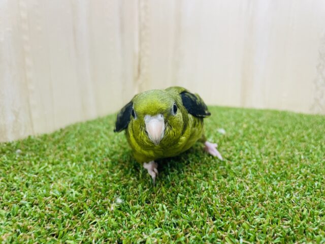 サザナミインコ