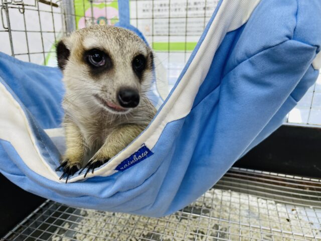 ミーアキャット