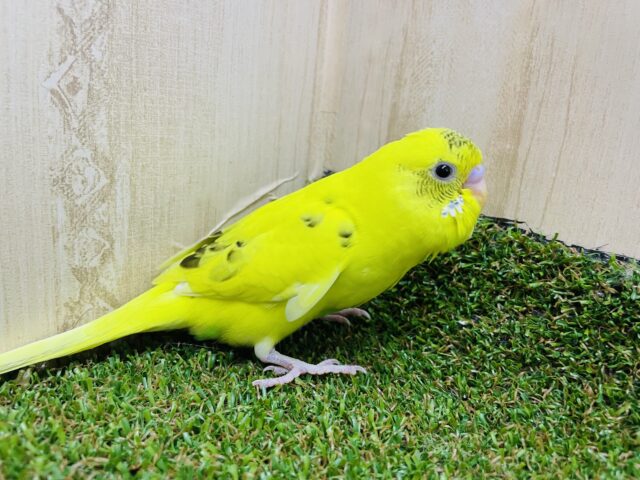 セキセイインコ