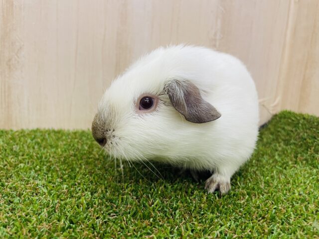 ロシアンモルモット