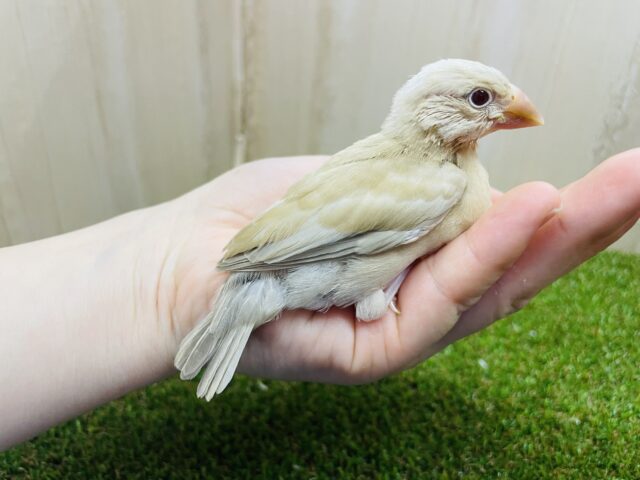 シナモン文鳥
