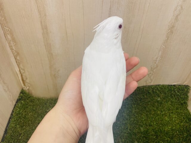オカメインコ