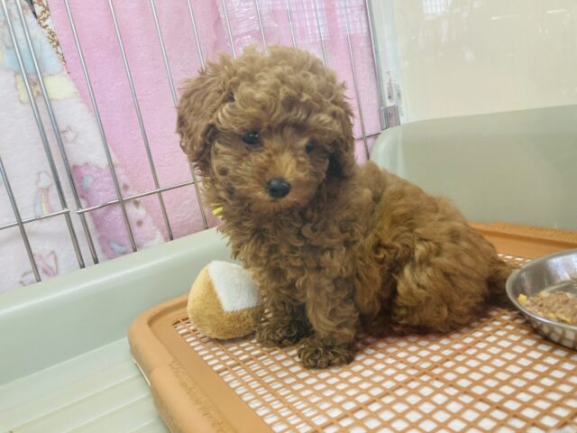 トイプードル