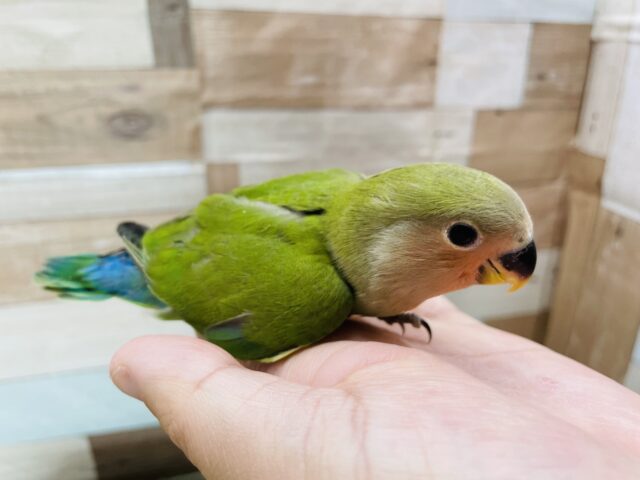 コザクラインコ（小桜インコ）