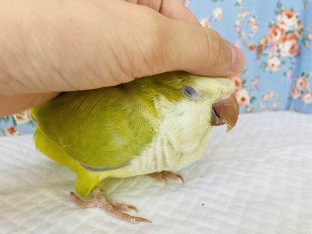 オキナインコ