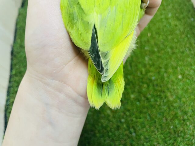コザクラインコ（小桜インコ）