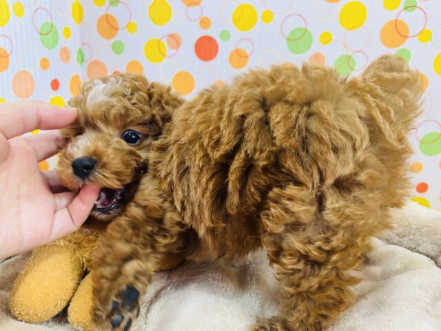 元気いっぱいなプードルが来ました! トイプードル