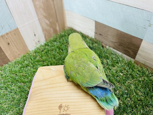 コザクラインコ（小桜インコ）