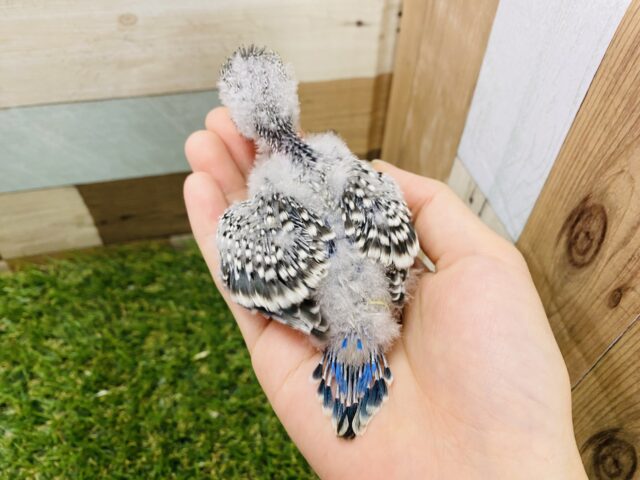 ジャンボセキセイインコ