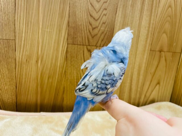 羽衣セキセイインコ