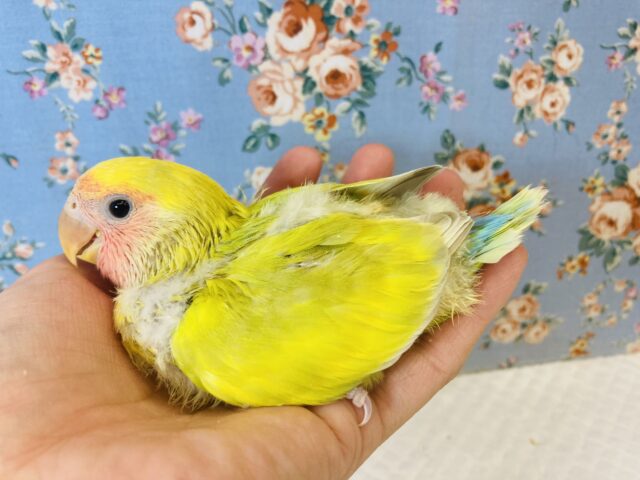 コザクラインコ（小桜インコ）