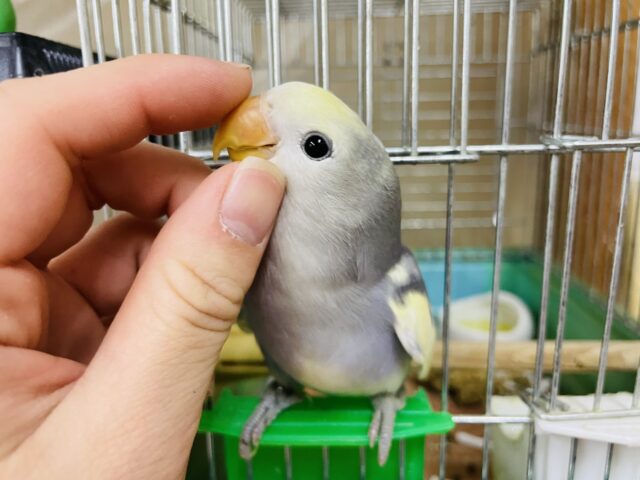 コザクラインコ（小桜インコ）