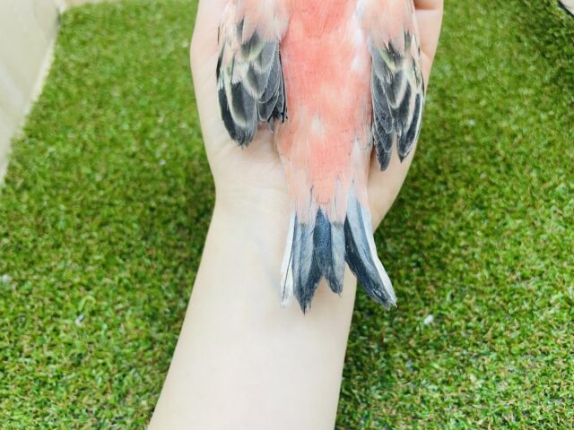 アキクサインコ（秋草インコ）