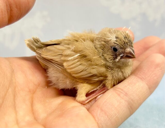 錦花鳥（キンカチョウ）