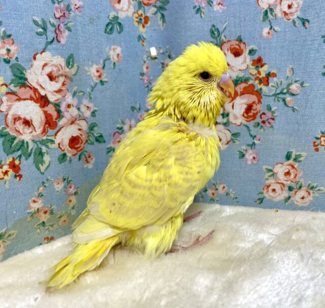 ジャンボセキセイインコ