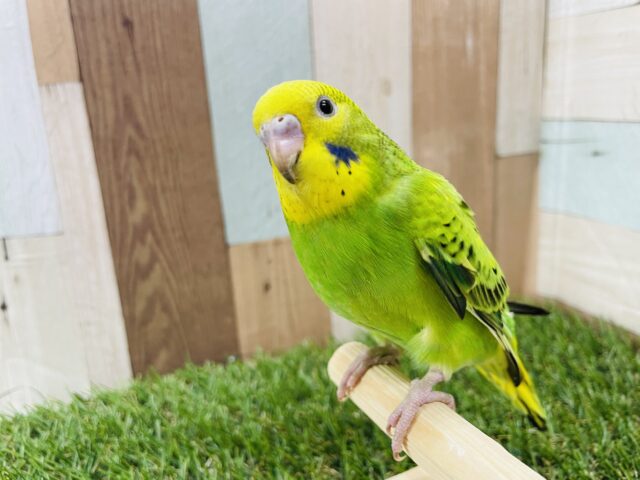 セキセイインコ