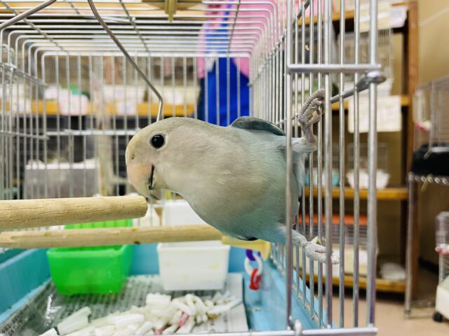 コザクラインコ（小桜インコ）