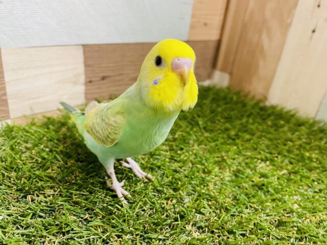セキセイインコ
