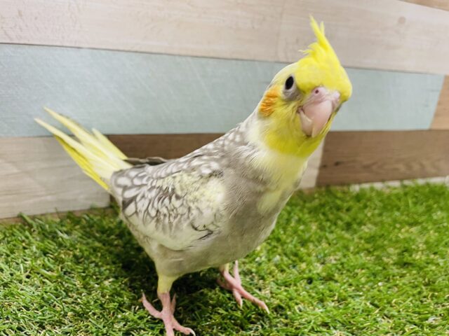 オカメインコ