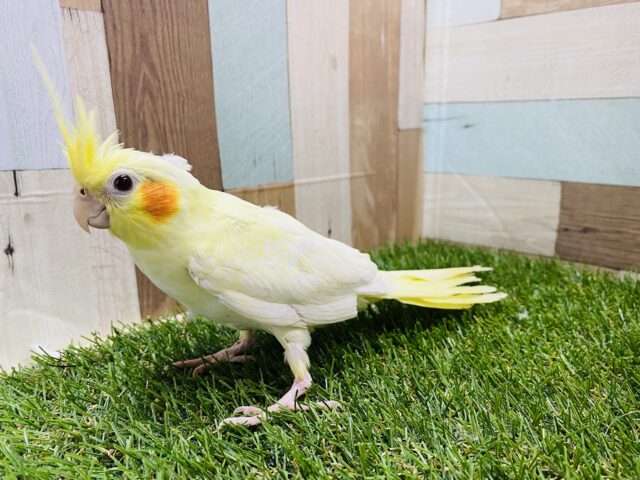 オカメインコ