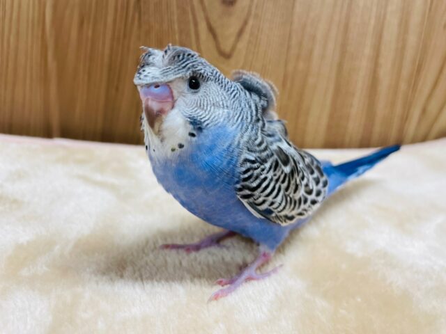 羽衣セキセイインコ