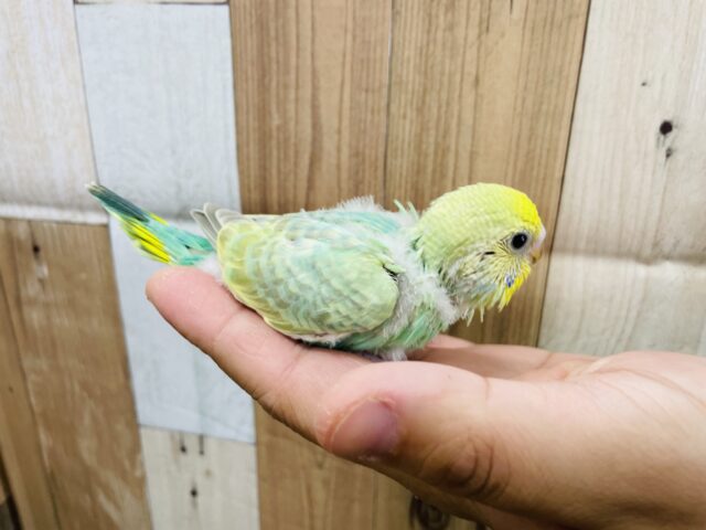セキセイインコ