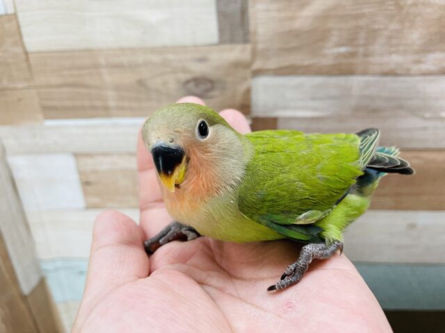 コザクラインコ（小桜インコ）