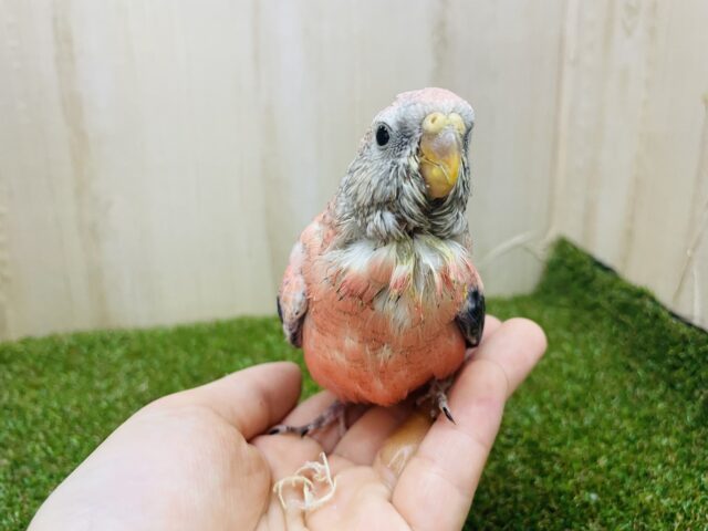 アキクサインコ（秋草インコ）