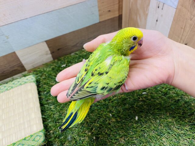 セキセイインコ