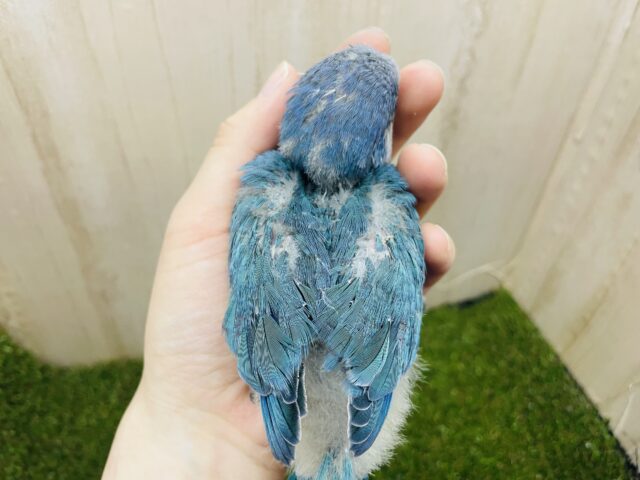 オキナインコ