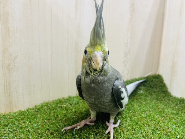 オカメインコ