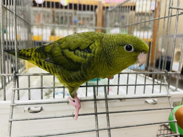 サザナミインコ