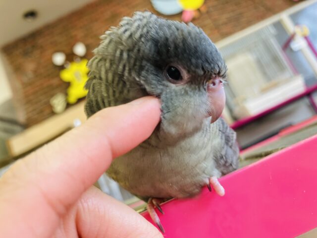 サザナミインコ