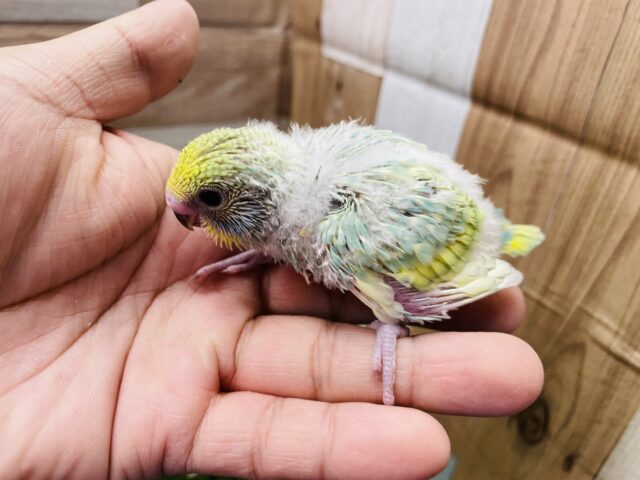 セキセイインコ