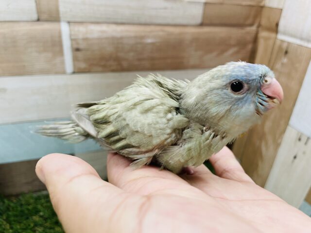 サザナミインコ