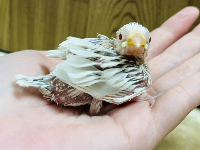 シルバーイノ文鳥