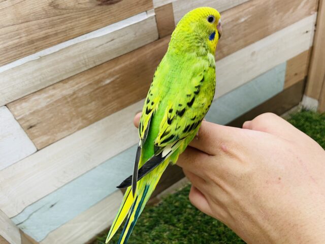 セキセイインコ