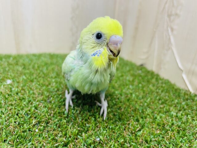 セキセイインコ