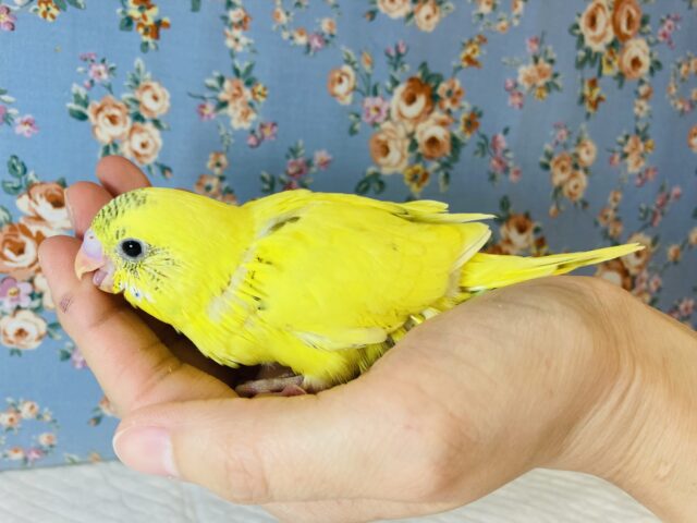 元気いっぱいビタミンカラー🌟手乗りセキセイインコ(イエローハルクイン)🕊✨ セキセイインコ