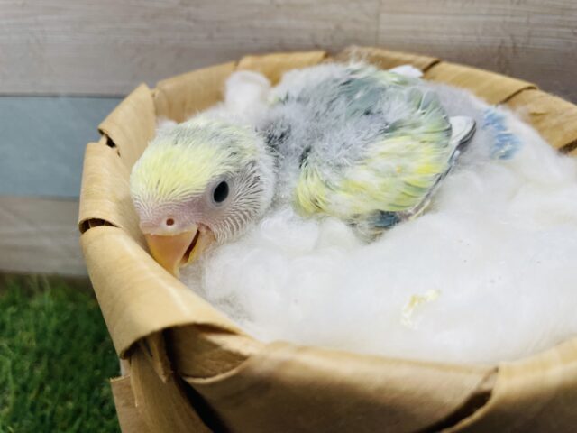 コザクラインコ（小桜インコ）