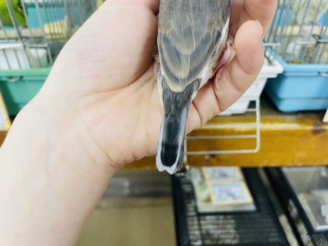 桜文鳥