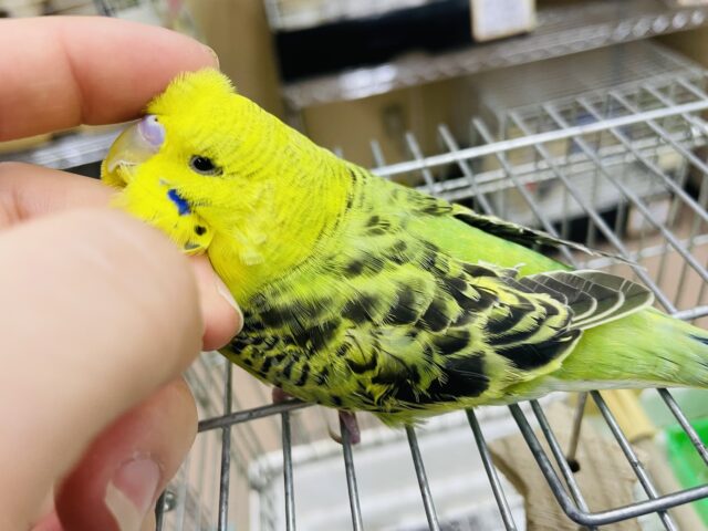 ジャンボセキセイインコ