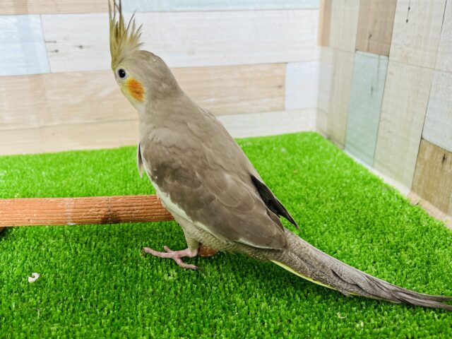 画像更新☆ぷりん♪と丸っこいシナモンオカメインコ〜 オカメインコ