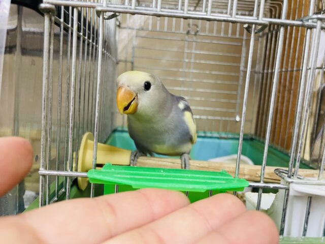 コザクラインコ（小桜インコ）