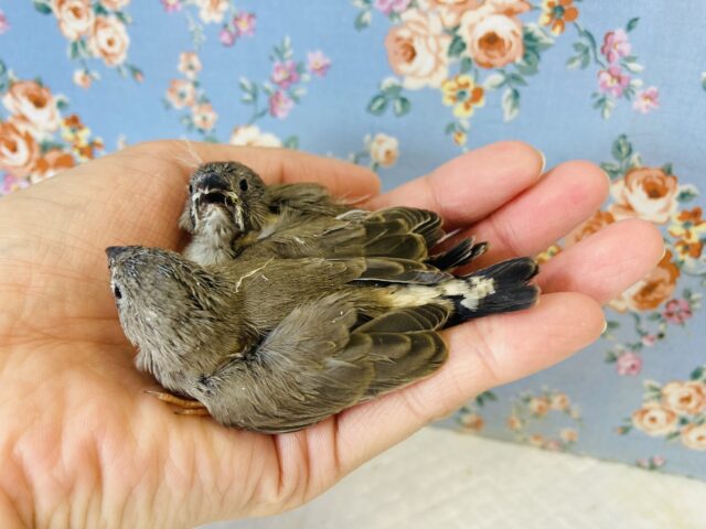 錦花鳥（キンカチョウ）